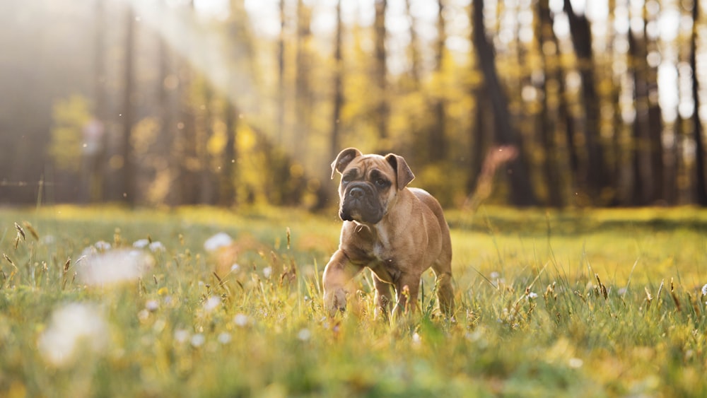 brown short coated dog on green grass field during daytime