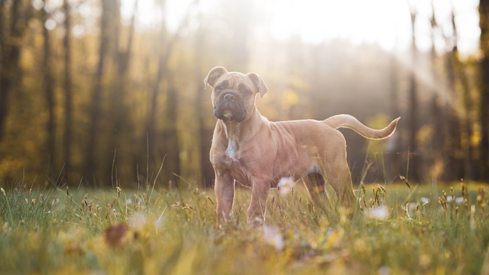 brown short coated dog on green grass field during daytime