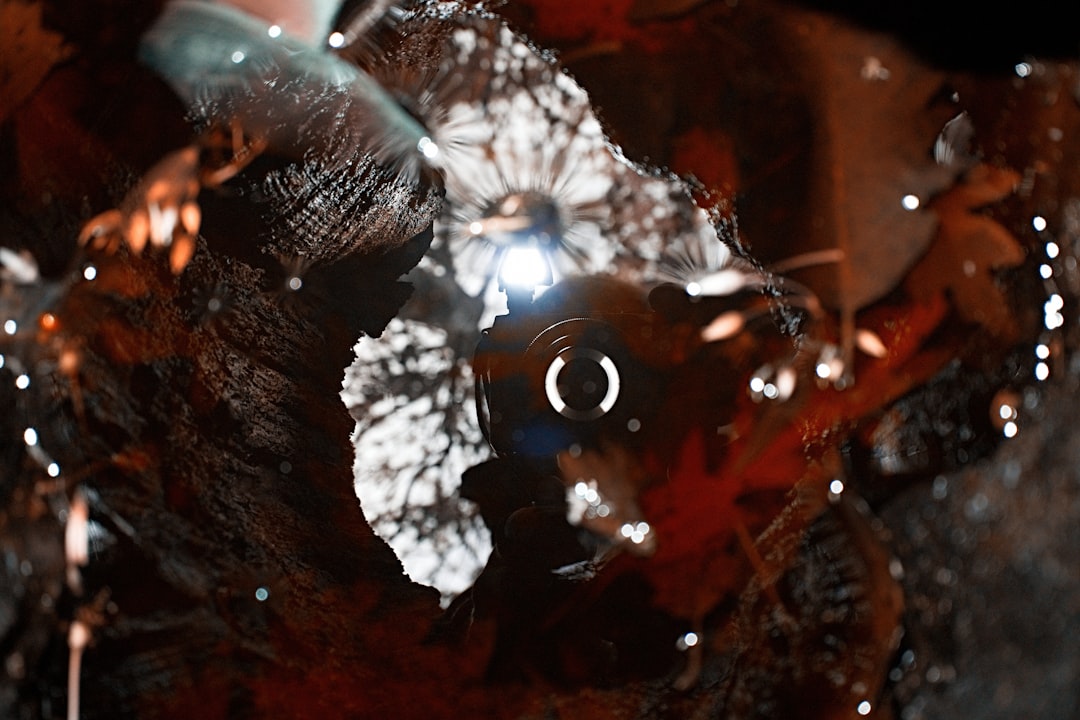 water drop on brown tree