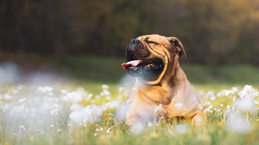 fawn pug on green grass field during daytime