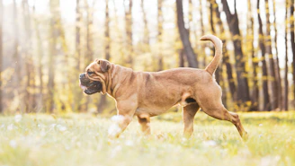 pfoten.fit. hundephysiotherapie bispingen