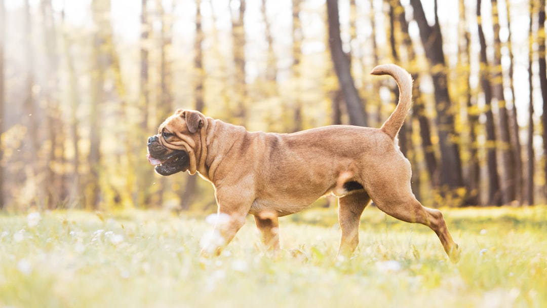 brown short coated dog on green grass field during daytime