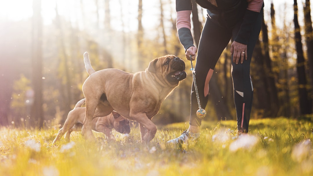 brown short coated dog running on green grass field during daytime