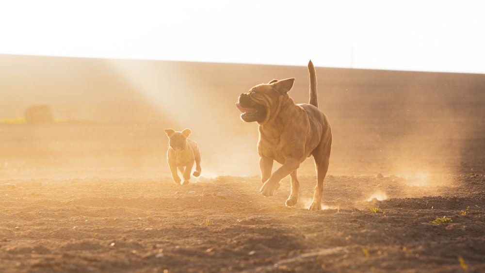 chien blanc à poil court sur un sol enneigé