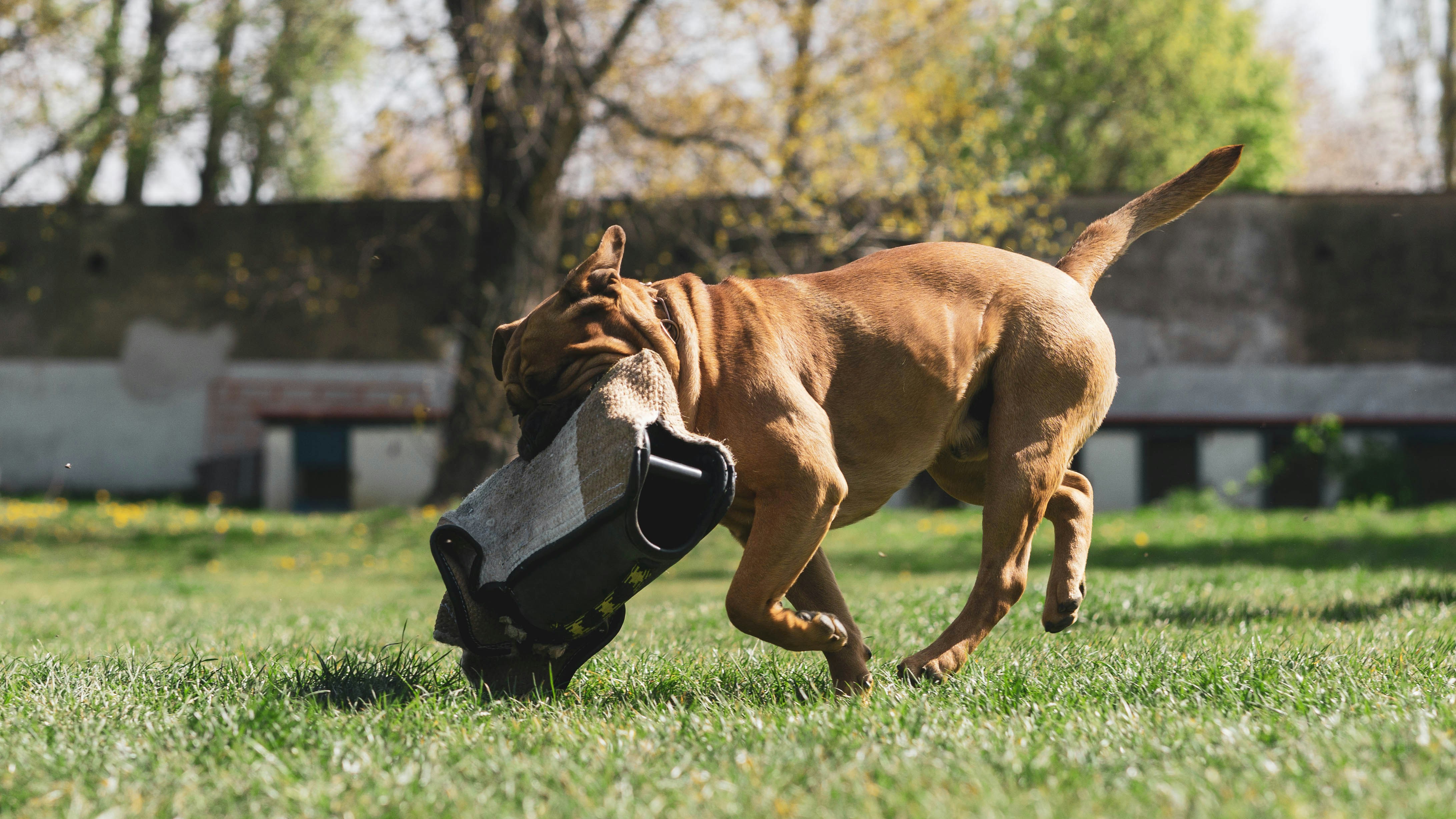 10. The Quirky Boxer: Goofy, Gentle, and Always Up for Fun (image credits: unsplash)
