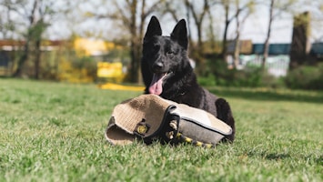 black german shepherd wearing brown hat on green grass during daytime
