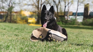 black german shepherd wearing brown hat on green grass during daytime