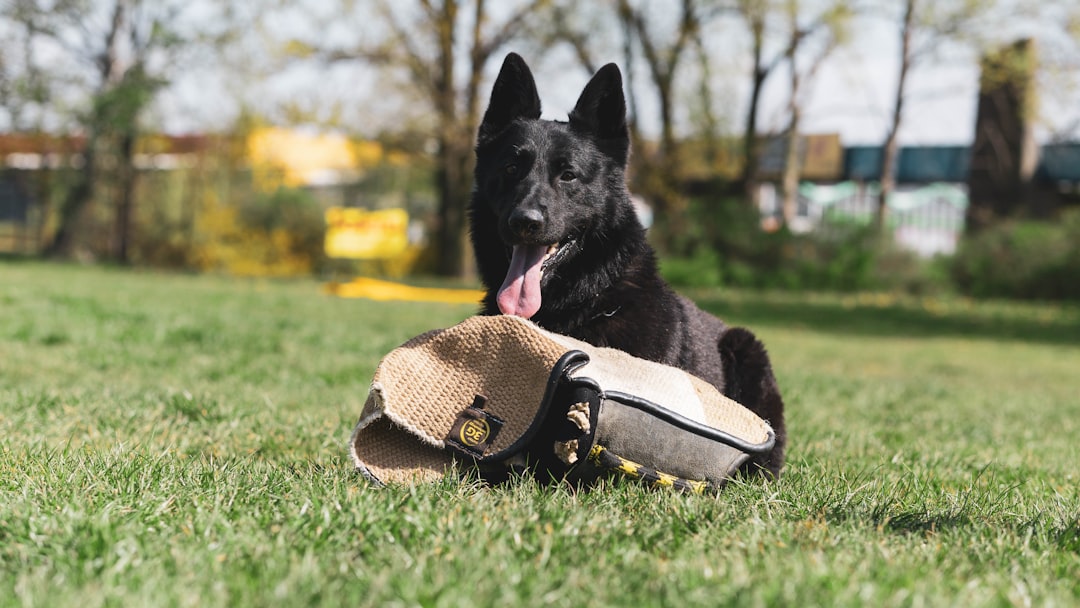 black german shepherd wearing brown hat on green grass during daytime