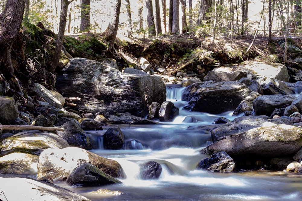 river in the middle of forest during daytime