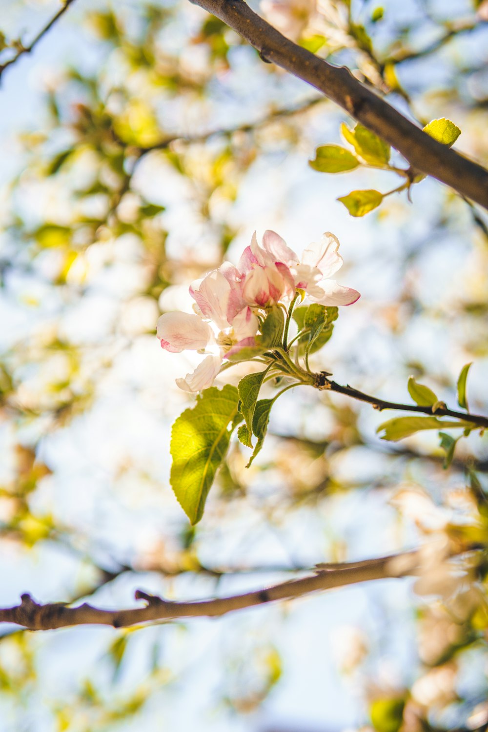 pink flower on brown tree branch during daytime