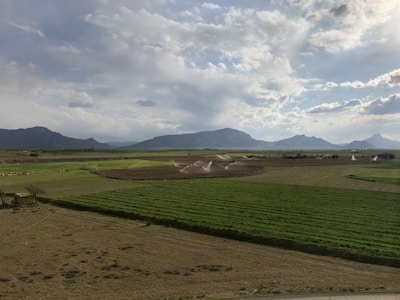 A serene agricultural field irrigated with clean water, framed by lush greenery under soft sunlight.