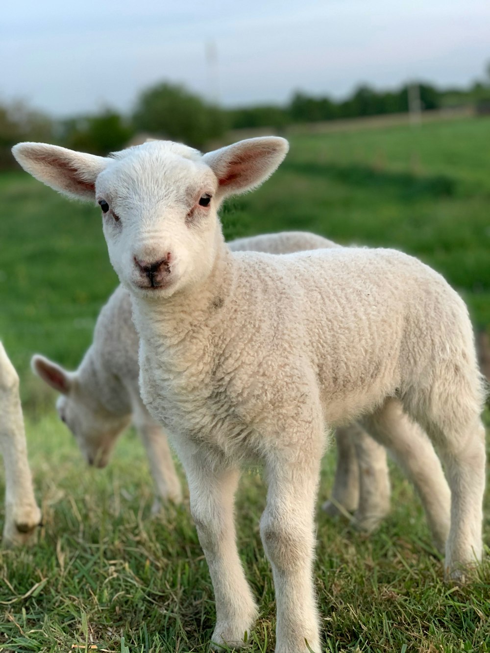 moutons blancs sur un champ d’herbe verte pendant la journée