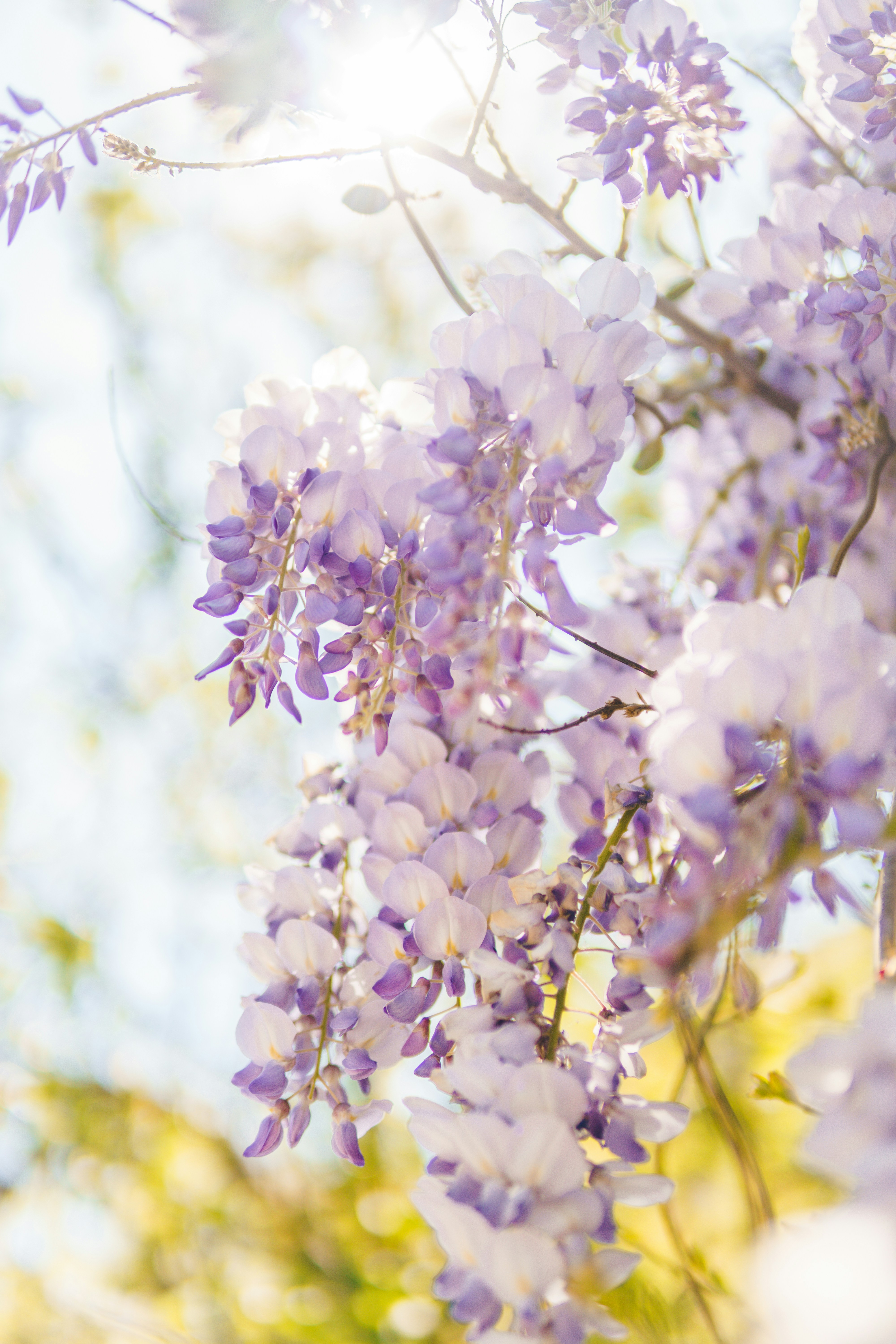 A bunch of purple flowers hanging from a tree photo – Free Grey Image on  Unsplash, image size:3000x4500