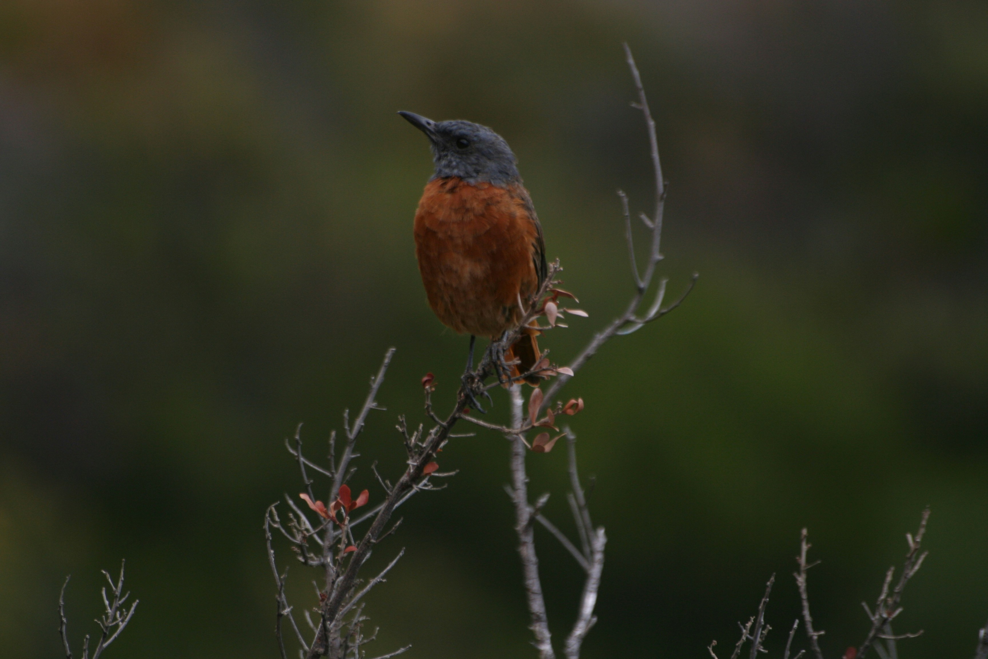 Brown and black bird on brown tree branch during daytime photo – Free ...