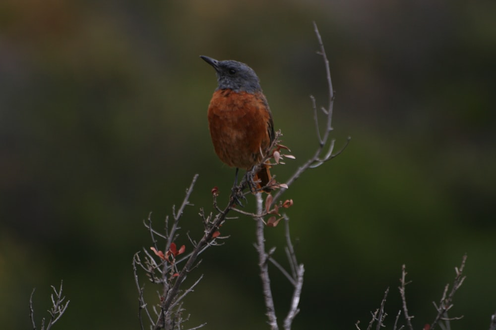 brown and black bird on brown tree branch during daytime