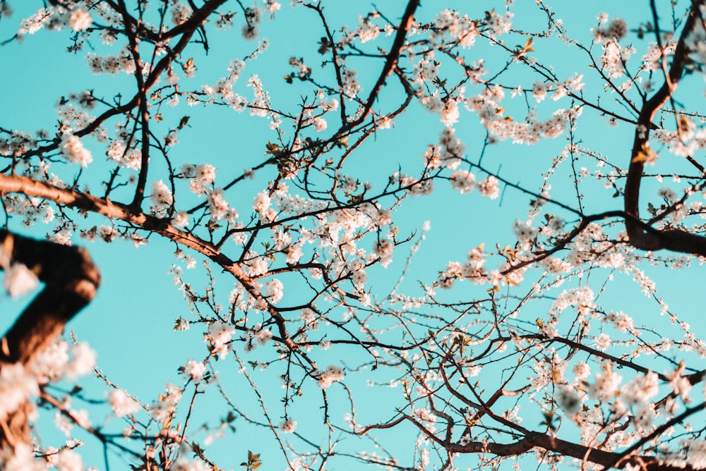 white cherry blossom tree under blue sky during daytime