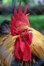 yellow and red rooster head