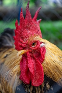 yellow and red rooster head