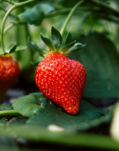 red strawberry fruit on green leaves