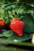 red strawberry fruit on green leaves