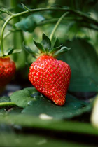 red strawberry fruit on green leaves