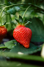 red strawberry fruit on green leaves