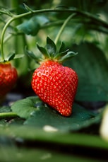 red strawberry fruit on green leaves