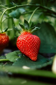 red strawberry fruit on green leaves