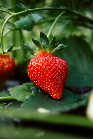 red strawberry fruit on green leaves