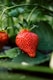 red strawberry fruit on green leaves