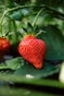 red strawberry fruit on green leaves