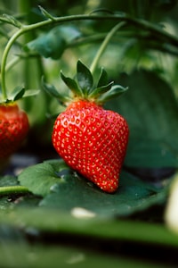 Berry Sweet Keychain