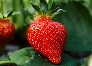 red strawberry fruit on green leaves