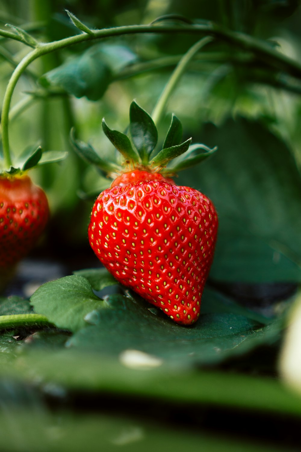 red strawberry fruit on green leaves