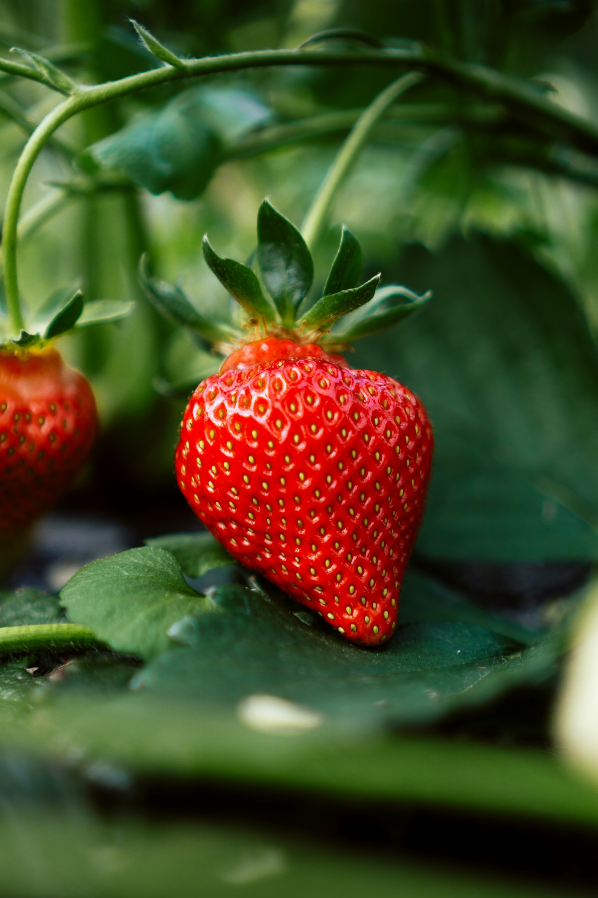 Fresh ripe strawberries growing in a garden