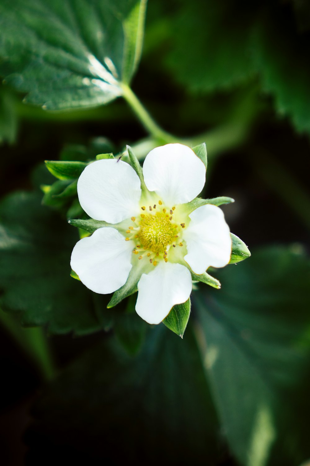 flor blanca con hojas verdes