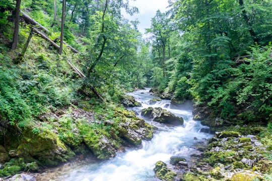 river in the middle of green trees during daytime in Triglav National Park Slovenia