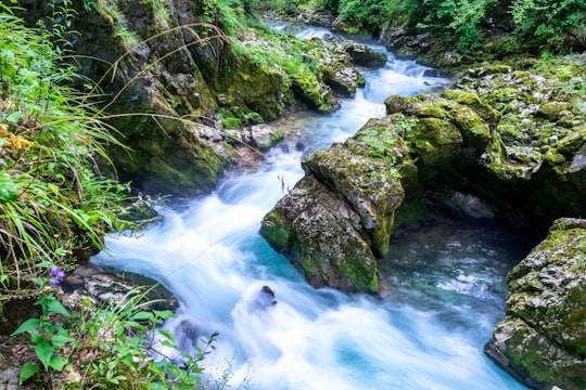 green moss on rocky river in Vintgar Gorge Slovenia