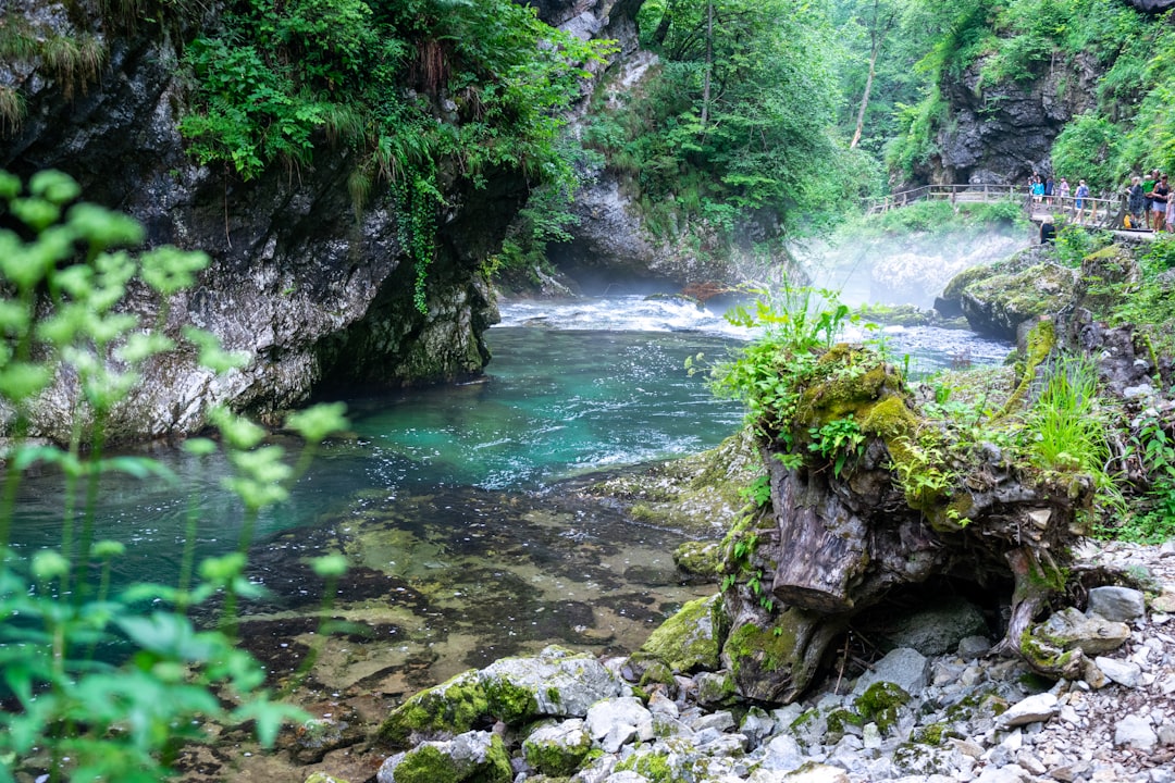 Ecoregion photo spot Bled Zelenci