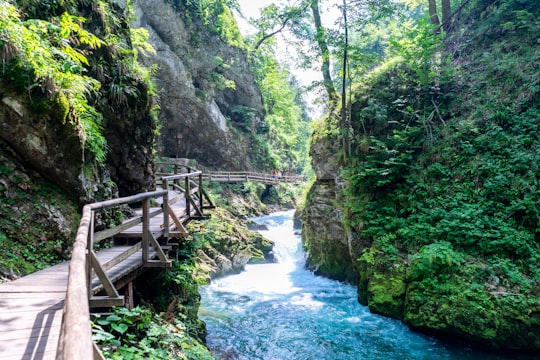 brown wooden bridge on river between green trees during daytime in Vintgar Gorge Slovenia