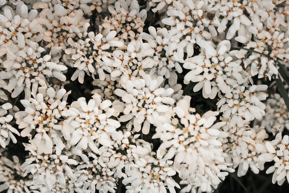 white flowers in macro lens