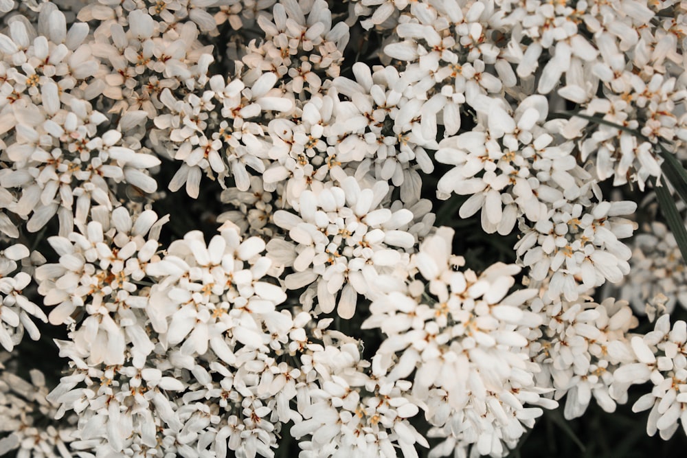 Flores blancas en lente macro