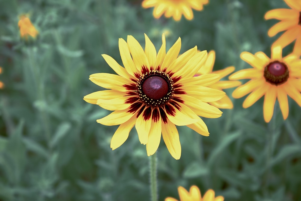 yellow sunflower in tilt shift lens