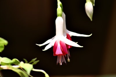 white and pink flower in close up photography san marino zoom background