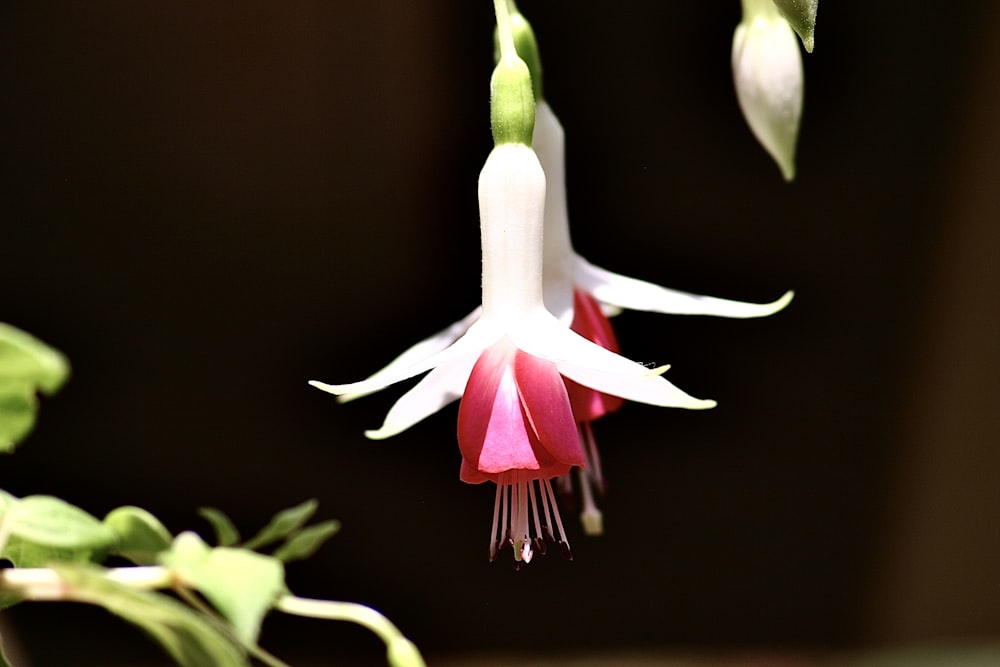 white and pink flower in close up photography