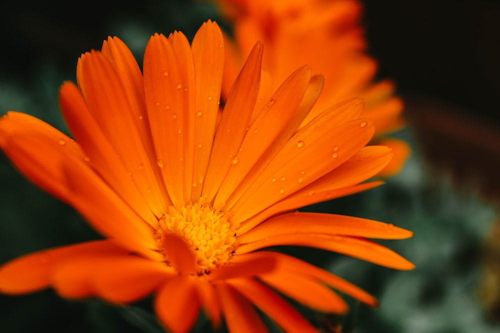 orange flower in macro shot