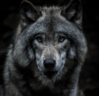 Photographie en gros plan d'un loup gris.
