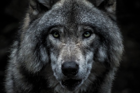 Photographie en gros plan d'un loup gris.