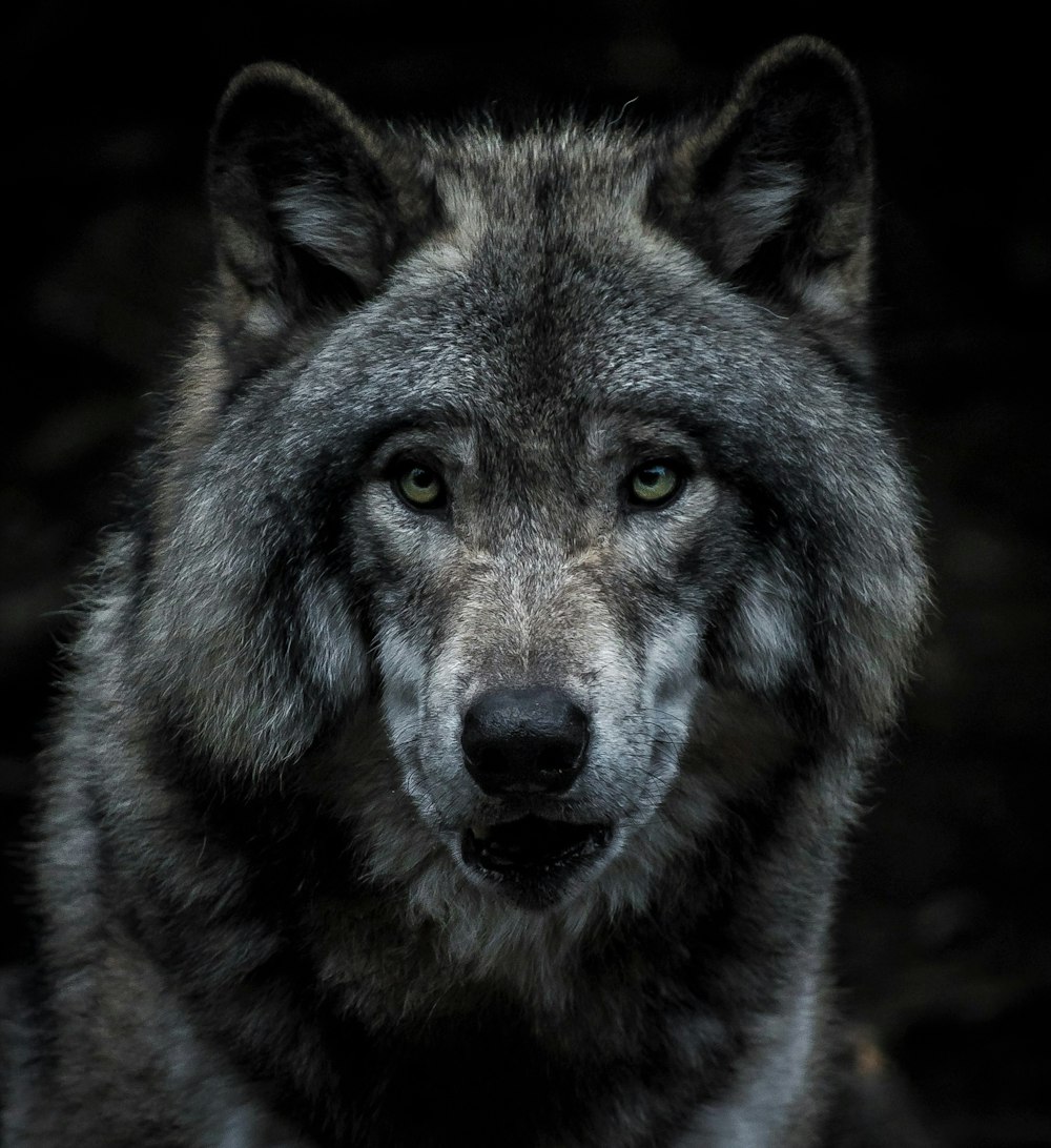 66 fotos e imágenes de Le Temps Des Loups - Getty Images