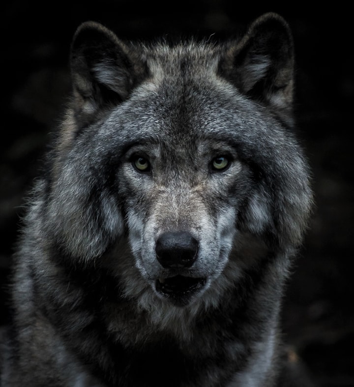 Wolves are essential for the world around them.